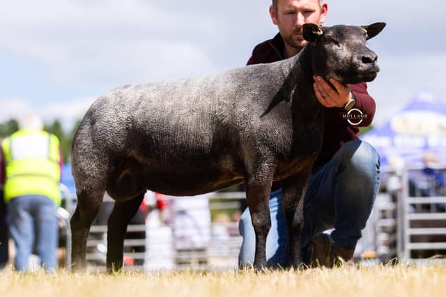 The Aged Ewe class was won by David Cromie.