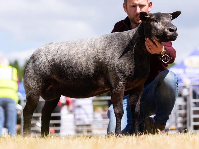 The Aged Ewe class was won by David Cromie.