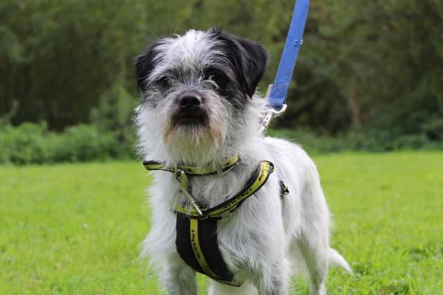 Baxter is available for rehoming from Dogs Trust in Ballymena