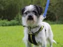 Baxter is available for rehoming from Dogs Trust in Ballymena