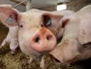 A support scheme worth up to £1.6million for local pig farmers has been announced by the Department of Agriculture, Environment and Rural Affairs. Picture: Cliff Donaldson