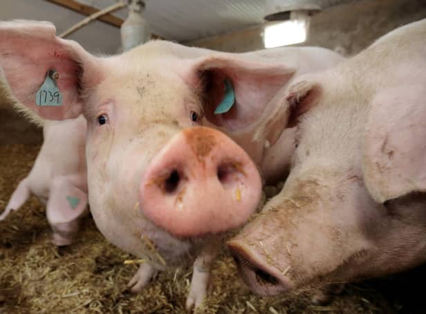A support scheme worth up to £1.6million for local pig farmers has been announced by the Department of Agriculture, Environment and Rural Affairs. Picture: Cliff Donaldson