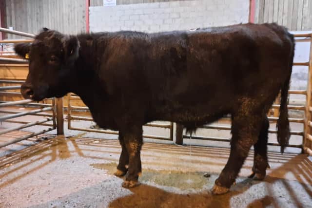 Downpatrick cattle sale, Monday 20th November 2023, a Drumnaquoile farmer topped the market of the night with lot 305, an Aberdeen Angus bullock at 730kg which sold for £1750. Picture: Downpatrick Mart