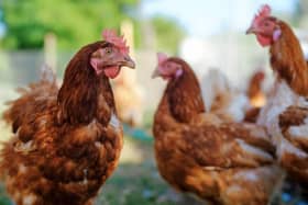 Farmers are finding success tackling a problem which costs the European poultry industry around £300 million a year by combining hygiene, nutrition and prevention