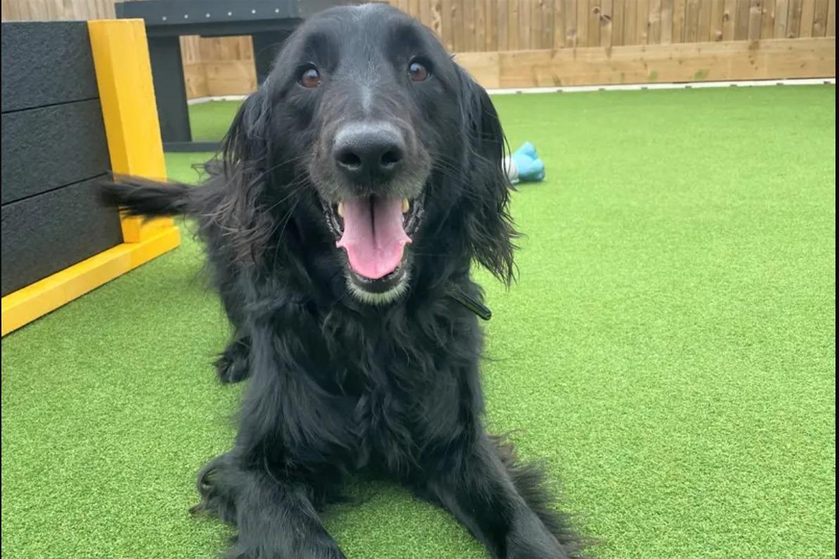 Dogs Trust: Cooper the Labrador cross and 'super smart' Border Collie ...