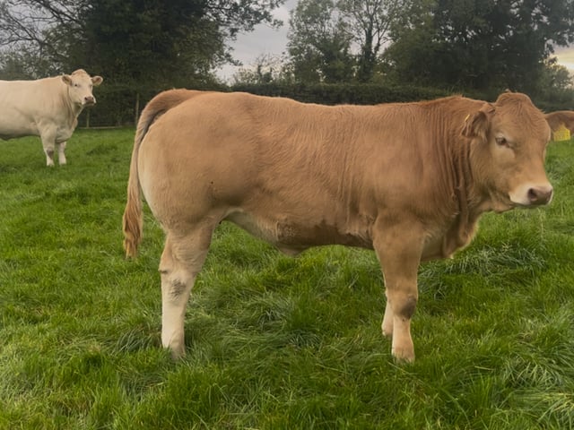 Best Cow and Calf; Ballygowan Rita and Babs at foot.