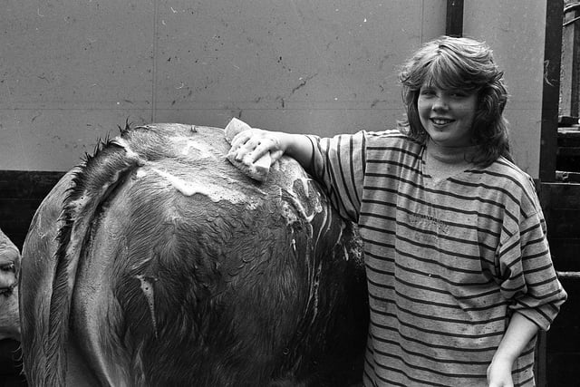 Lois Johnston from Hillsborough washing down Johnston Enigma which was entered in the Limousin class at the Balmoral Show in May 1991. Picture: Eddie Harvey/News Letter/Farming Life archives