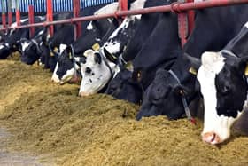 At the dairy Farming for the Future open day on 18th June, the AFBI Hillsborough dairy research team will outline nutritional approaches which can be adopted to help reduce nitrogen, phosphorus and methane losses from dairy systems. Picture: AFBI