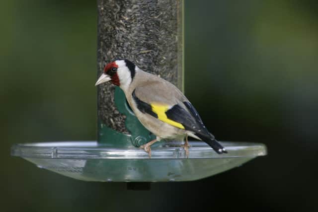 Goldfinch Carduelis carduelis, male, on small premium Nyjer feeder, with seed tray attached. Image: Nigel Blake (rspb-images.com)