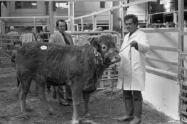 Mr John Allen from Castlederg with his Limousin, Derg Sally, which was reserve inter-breed champion at the Belfast Autumn Fair at Allam’s Mart, Belfast, in October 1982. Also in the picture is Mr David Allen. Picture: Farming Life/News Letter archives