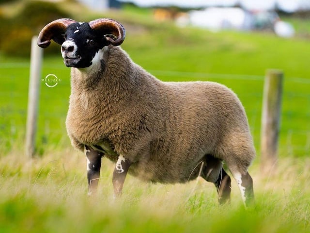 50,000gns from Colm Mc Ateer,