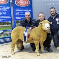 Currie makes an impact at NI Dorset Autumn Show and Sale
