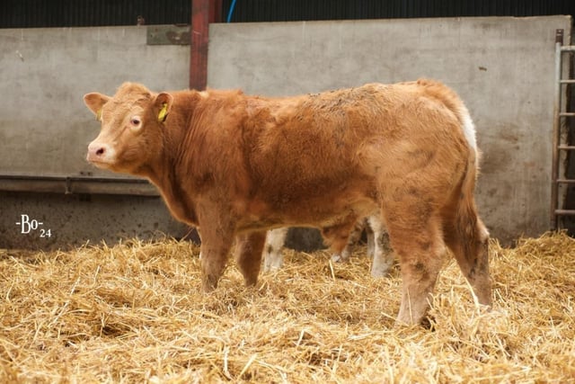 The McIlwaine's calves are bred to be sold for the weanling market.