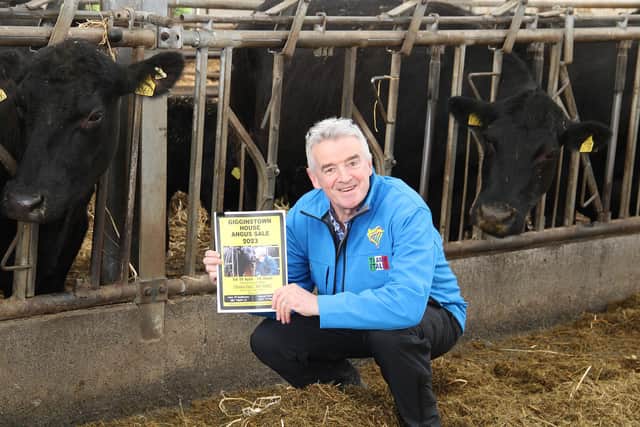 Michael O'Leary will host a sale of Aberdeen Angus on 22 April.