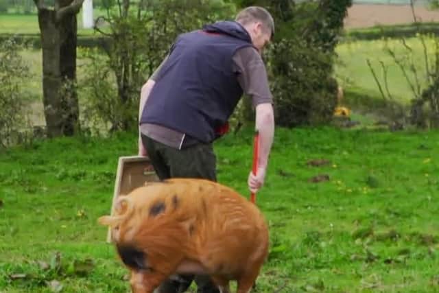 Trevor Hutchinson training Val the sow for Balmoral. (Pic: UTV)