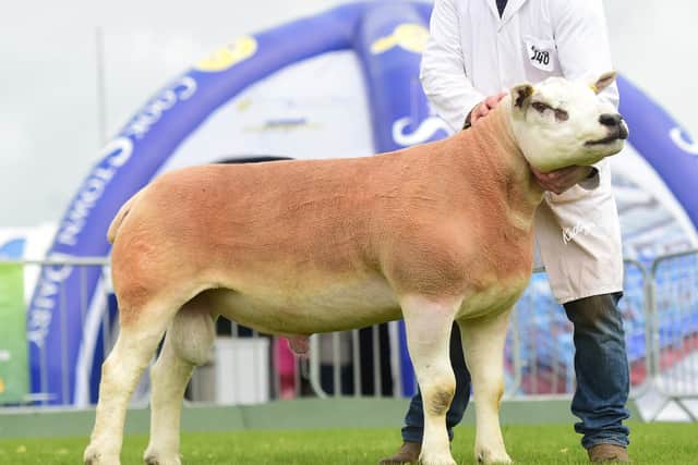 First prize aged ram