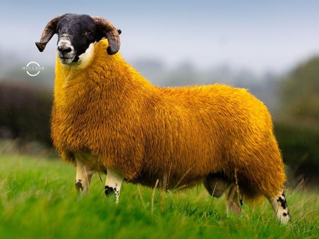 10,000gns from Eamonn Conway