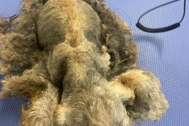 Removing Oscar's matted fur. (Pic: USPCA)