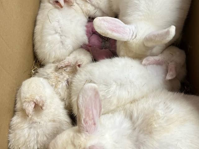 The rabbits were found on the side of a road in a cardboard box