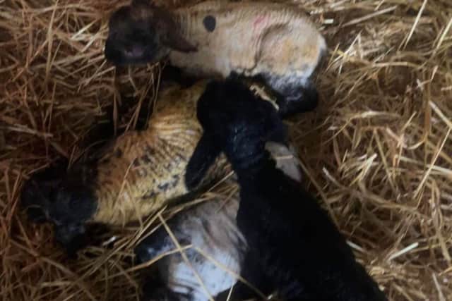 A set of four lambs were born on Wednesday morning.