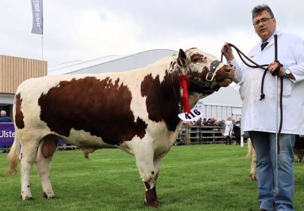 Reserve Male Champion 'Glassdrummond Maestro' exhibited by Brian O'Kane