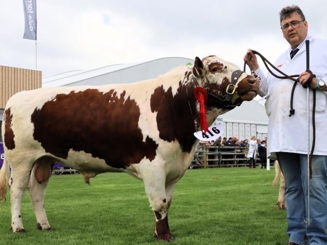 Reserve Male Champion 'Glassdrummond Maestro' exhibited by Brian O'Kane