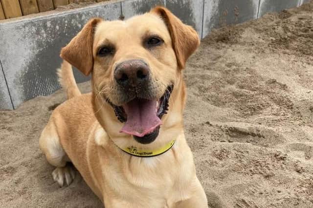 Murphy is a boisterous and energetic boy that is looking for adopters who can provide him with the physical and mental stimulation he requires.
