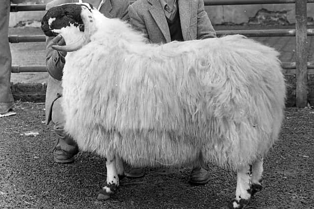 Jim and Thomas Harkin from Donemana, Co Tyrone, with one of the prize winning ram lambs at the Blackface sheep show and sale at Ballymena in October 1982. Picture: Farming Life/News Letter archives