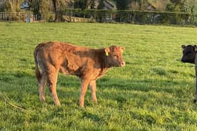 AHWNI has welcomed the announcement that Bovine Viral Diarrhoea (BVD) will become a notifiable disease in NI from 8th November 2023.