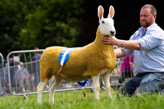 Border Leicester National Show Reserve Champion 2026 from Joanne Mc Farlane.