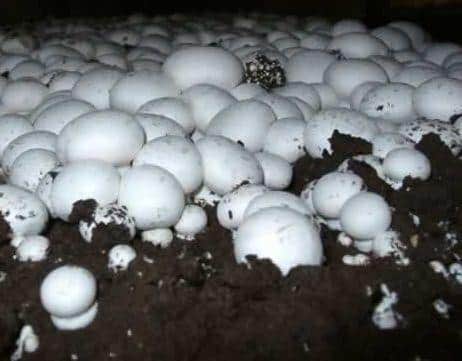 The number of mushroom farms has reduced from 296 in 1991, to 10 in 2023.