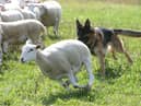 The Ulster Farmers’ Union (UFU) is reminding all dogs owners who are visiting the countryside this Easter, to ensure they have their pet under control at all times.