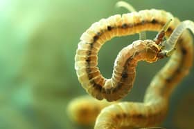 Tapeworm