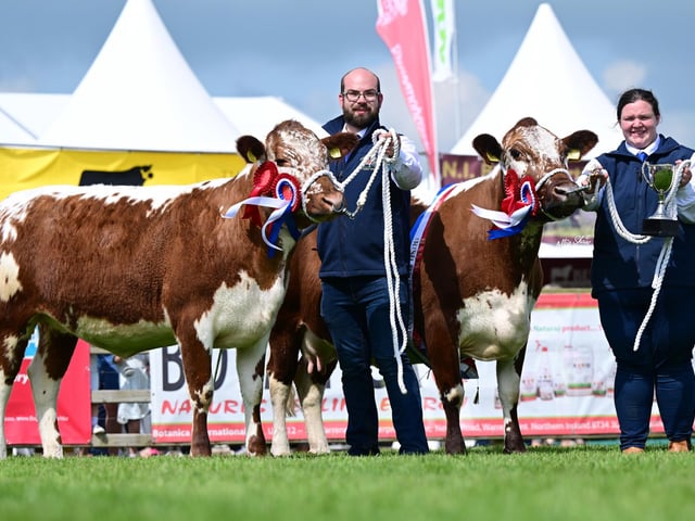 Champion Pair of Irish Moileds exhibited by Ryan & Caroline Maxwell.
