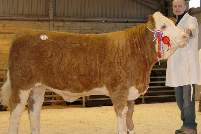 Michael Robson, Doagh, exhibited the female champion Kilbride Farm Eunice 115B which sold for 3,700gns. Picture: Julie Hazelton