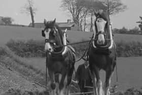 Farming Life is delighted to be bringing back the old clips from our friends at Northern Ireland Screen’s Digital Film Archive. This week's clip is from a ploughing match which was held at Ballycastle in 1965. Picture: Northern Ireland Screen’s Digital Film Archive