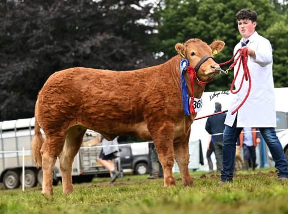 The reserve junior champion was Johnstown Toffee exhibited by Niall Forsythe, Banbridge. Picture: Kathryn Shaw, Agri-Images