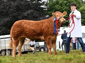 The reserve junior champion was Johnstown Toffee exhibited by Niall Forsythe, Banbridge. Picture: Kathryn Shaw, Agri-Images