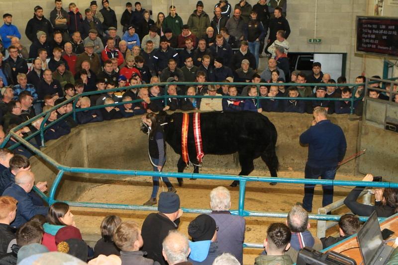 There was an outstanding turn out of top quality cattle at Hilltown Saleyard’s annual Christmas show and sale on Tuesday 14th November 2023. Picture: Submitted