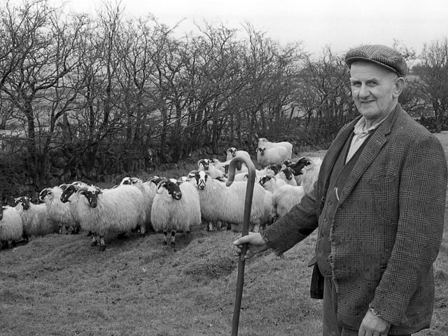 Billy Cruickshank tending his animals on the slope of Slemish on St Patrick’s Day 1981. Mr Cruickshank who had been born at Slemish, still lived there with his wife May. He told the News Letter: “I’ve lived here all my life and I’ve never travelled too far away from it. I’ve been to Scotland twice and once to Donegal. That’s about it. There’s no doubt in my mind that Patrick once lived here. In some parts of the mountain you can still see the marks where they think the oul’ shepherds used to have their huts.” Picture: Farming Life archives