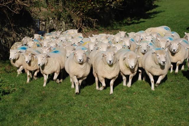 Devon Closewool Sheep. Picture: Devon Closewool Breeders Society