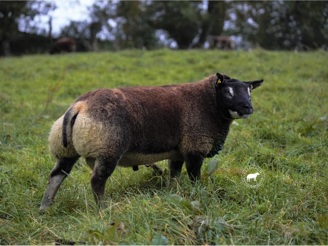 Dunhuw Ding Dong was Champion at the Premier Sale in Carlisle and purchased for 8000 gns. The Cleenagh flock of Clive and Adrian Richardson will have four Badger Face Texel