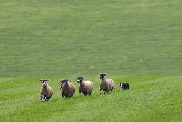 World Sheepdog Trials at Gill Hall Estate, Dromore. Photo by Phil Magowan / Press Eye