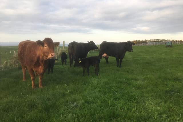 Cows on Bill Harpur's farm in Co Antrim.