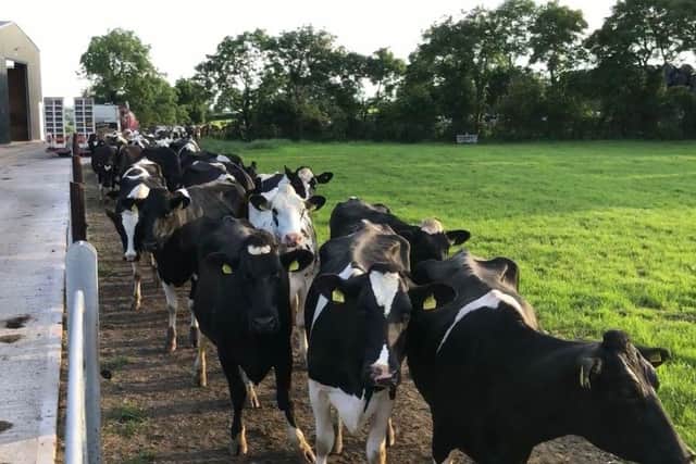 Cows on the Tinsley farm outside Dromore