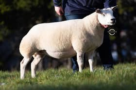 Second highest lot, Artnagullion Goody-2-Shoes, went to Cathaoir O’Connor from Cookstown for 850gns