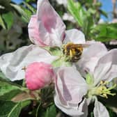 A solitary bee on an apple flower. Credit Sean Webber