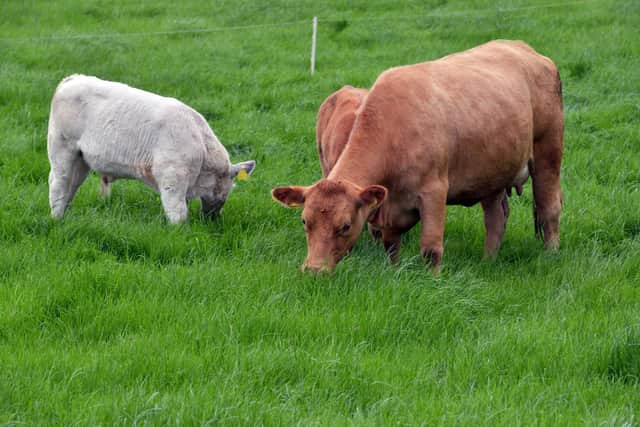 The new ‘Ruminant Emissions Research Facility’ (RERF) will enhance AFBI’s existing research capabilities and further strengthen its leadership in sustainable and resilient dairy and beef production systems.