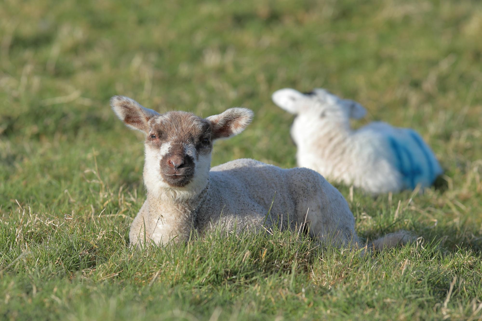 Animal health and welfare update