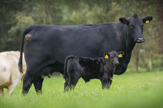 Aberdeen-Angus calf registrations grow again in 2023